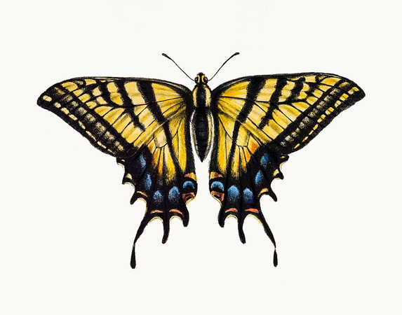 Butterfly_Art_003_14x11