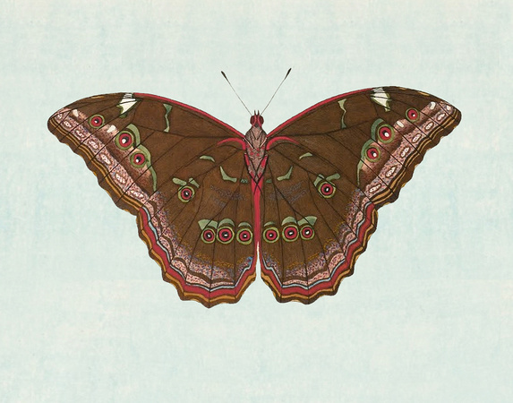 Butterfly_Art_018_14x11_