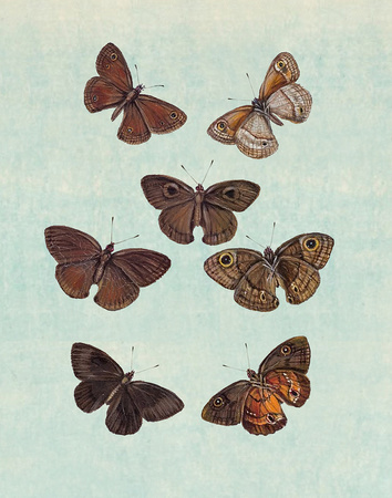 Butterfly_Art_021_11x14